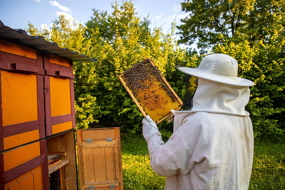 View of beekeeper collecting honey and beeswax without harming honey bees